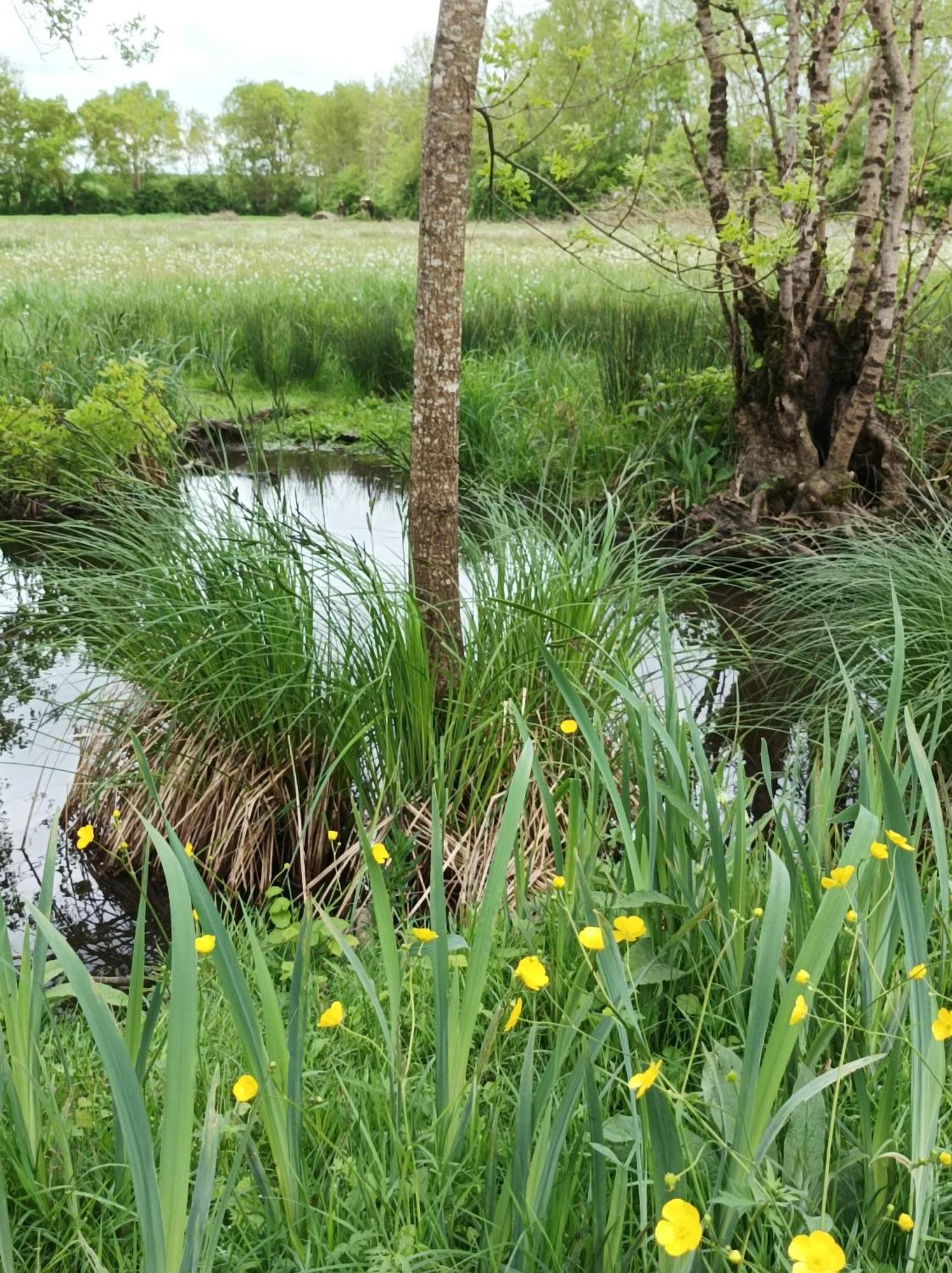 Le Logis De Lange Apt Les Aigrettes Saint-Hilaire-la-Palud Exteriör bild