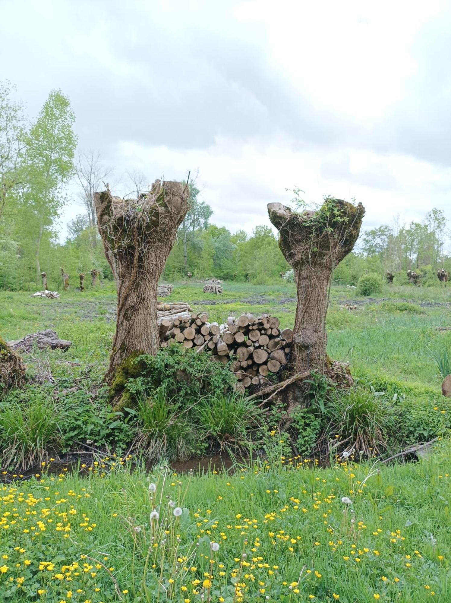Le Logis De Lange Apt Les Aigrettes Saint-Hilaire-la-Palud Exteriör bild